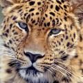 amurleopard5